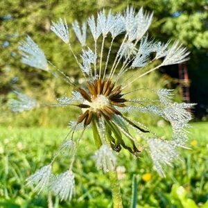 Meet your Posher, Debra